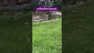 भई बहन क रशत