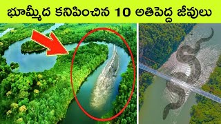 Biggest Animals Ever Lived On Earth |  Extinct animals | facts in Telugu | bmc facts | Telugu facts