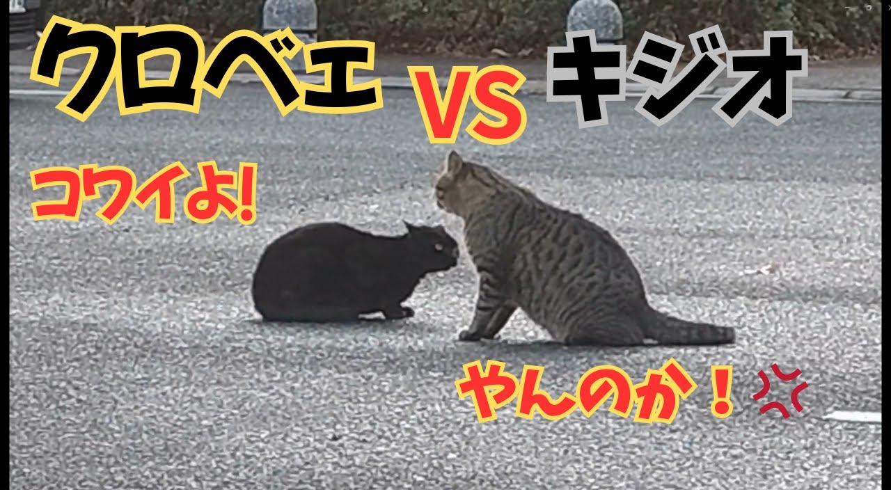 【地域猫】クロベェVSキジオ！😾💢😾11月撮影分のパート19です😺