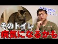 あなたの猫トイレ環境危険かも!?猫が病気になるNGトイレを獣医が解説