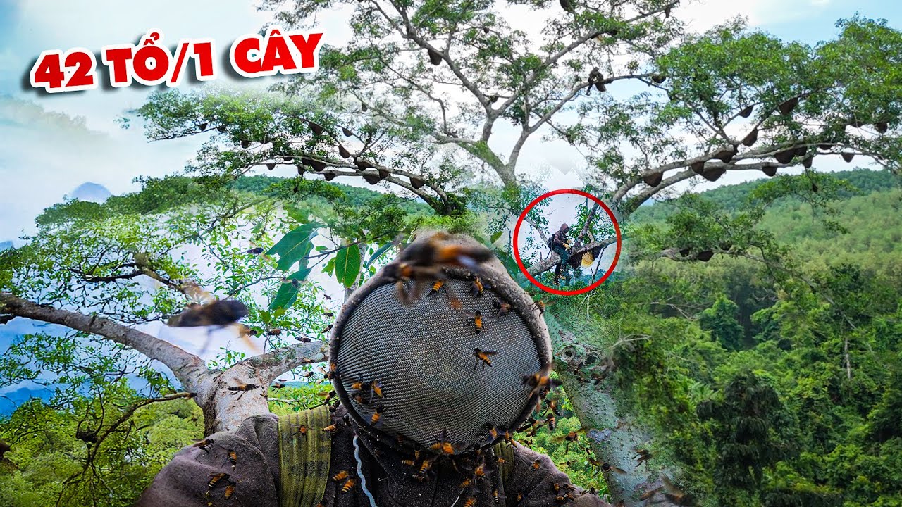 CHINH PHỤC THÀNH CÔNG CÂY ĐA 42 TỔ  NHƯNG KẾT QUẢ KHÔNG NHƯ MONG ĐỢI