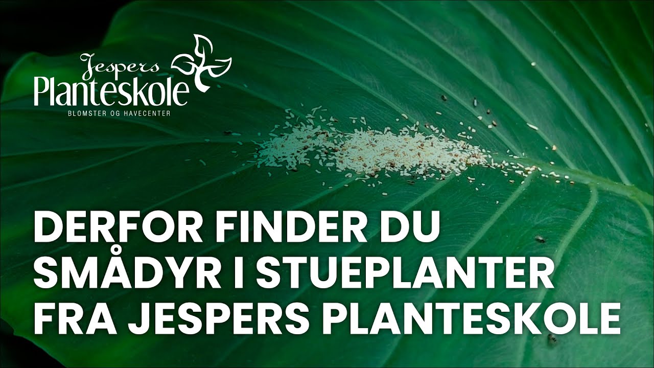 Derfor finder du smådyr i dine stueplanter fra Jespers Planteskole