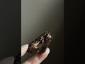 马泥涝沉香 | 观音 #meditation #tea #design #agarwood#art #antique #buddha #artwork #woodcarving