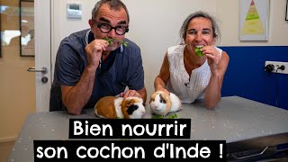 Bien nourrir son cochon d'Inde !