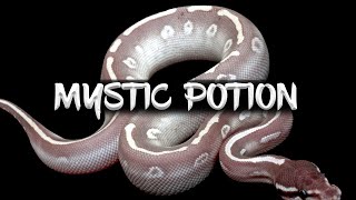 Celebrity The 'Mystic Potion' Ball Python Wealth