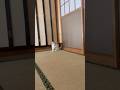 【三毛猫】何か言いながら部屋に入ってくるミケ