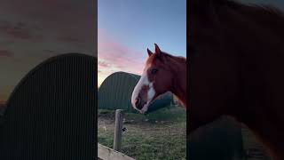 Horses Unexpected Funny Moments#ViralAnimals #GoofyAnimals #HorseLovers #FunnyMoments