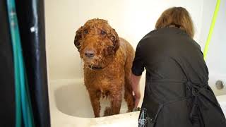 Pet Stores in Racine WI, details at YellowPages.com