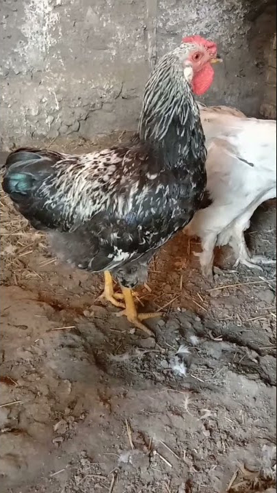 Ұйықтар алдында Орыс порно күйеуін мазақ ету