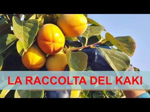 Video: Raccolta Delle Piantine