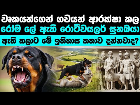 රොට්වයලර් බල්ලාගේ නොදන්න ඉතිහාසය | The unknown history of Rottweilers 