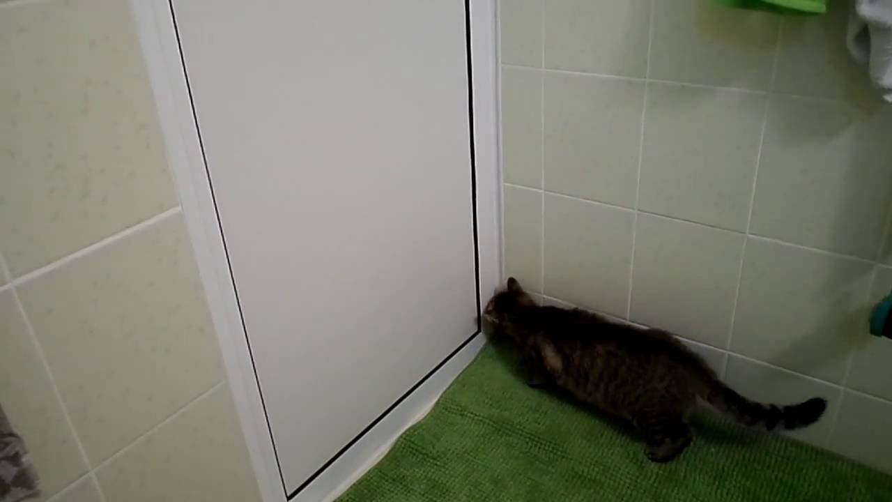 cat opens sliding door