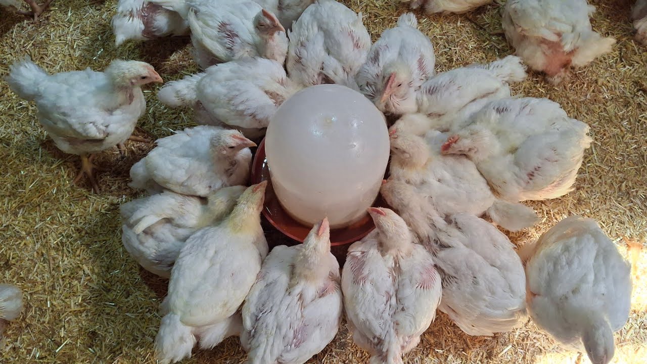 سقوة قويه جدا☝️ لزيادة وزن الفراخ التسمين 🐔 وسرعة التحويل عندهم 