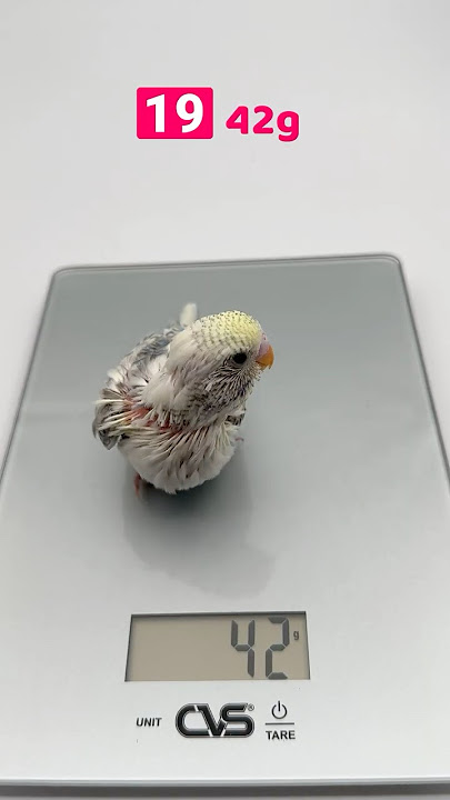 I Weighed My Budgie Every Day! See How He Grew in Just 30 Days 🐥📈