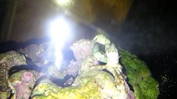 Emerald crab late night xenia munching