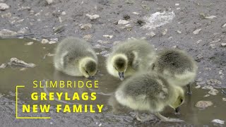 GREYLAGS NEW FAMILY