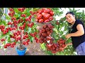 The best planting technique for multiplying water apple fruit trees using cuttings.- growing fruits