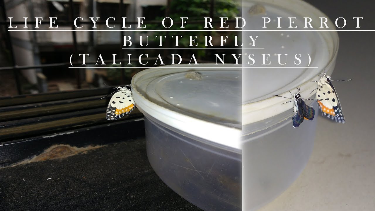 LIFE CYCLE OF RED PIERROT BUTTERFLY 🦋 | Talicada nyseus |