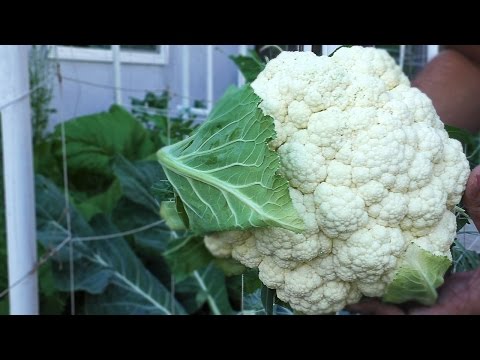 Video: How To Get A Guaranteed Yield Of Cauliflower