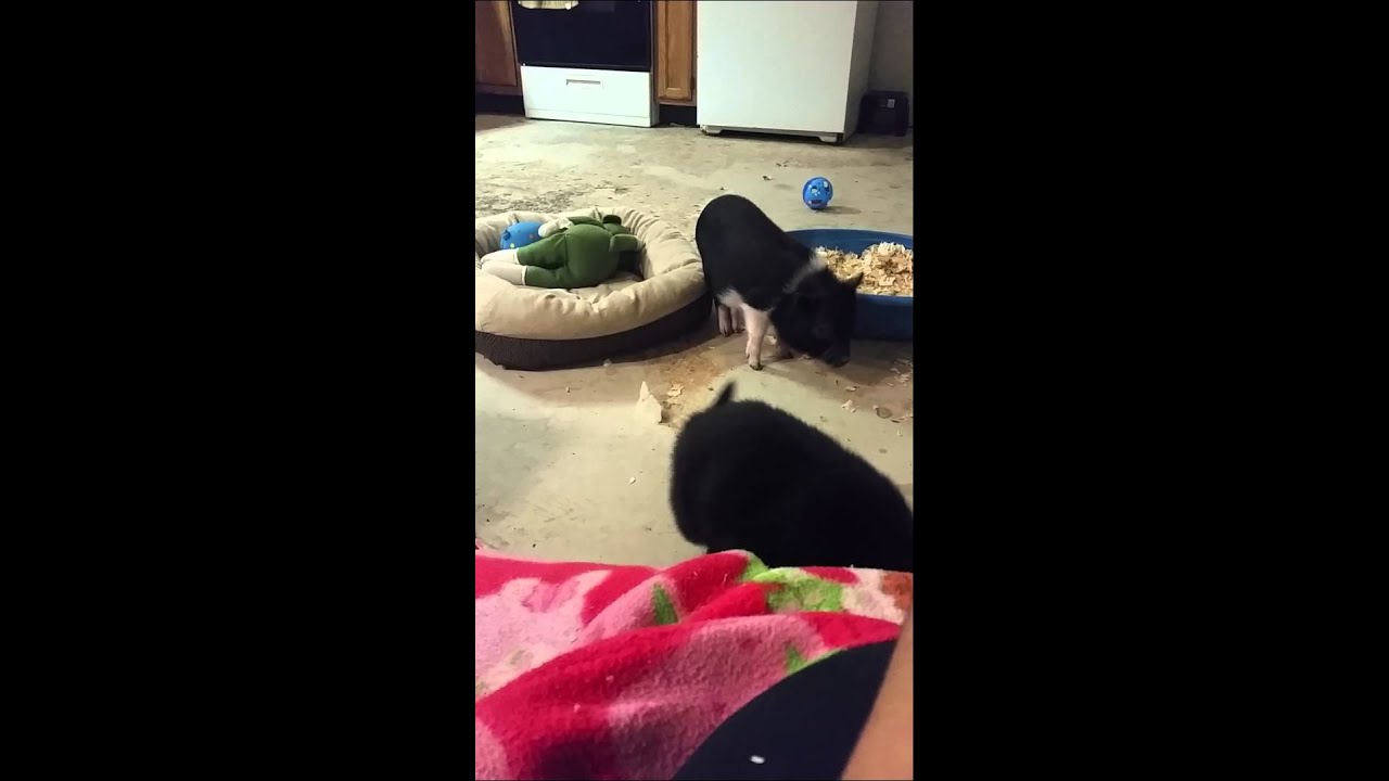 Hamilton plays with sugar