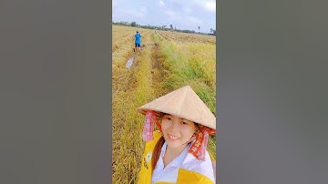 Bắt chuột mùa lúa chín