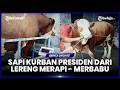 BATU AJI SAPI KURBAN PRESIDEN DARI LERENG MERAPI - MERBABU, DENGAN BOBOT LEBIH DARI 1 TON