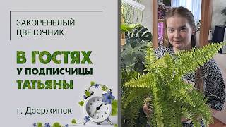 видео: В гостях у Татьяны. гДзержинск Нижегородской области. Редкие папоротники, хойи, необычная коллекция. картинка: В гостях у Татьяны. гДзержинск Нижегородской области. Редкие папоротники, хойи, необычная коллекция.