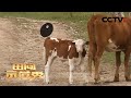 小小牛犊长不大，断奶分栏是关键！ | CCTV「田间示范秀」20201030