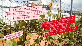 🍇Самая главная обработка виноградника! Чем обработать виноградник перед цветением? Минск Беларусь.