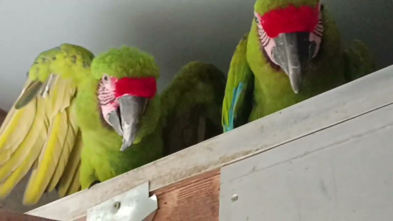 Video 17 - PAG 40 Arara Buffon Buffon's Macaw