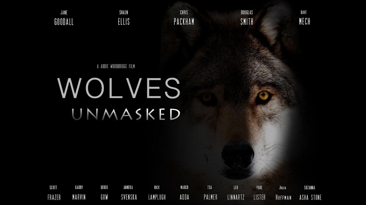 ⁣Wolves Unmasked 🐺 Wolf Documentary 2021🐺 Wolf Rewilding