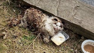 Although it has beautiful blue eyes, no one noticed the paralyzed kitten covered in leaves