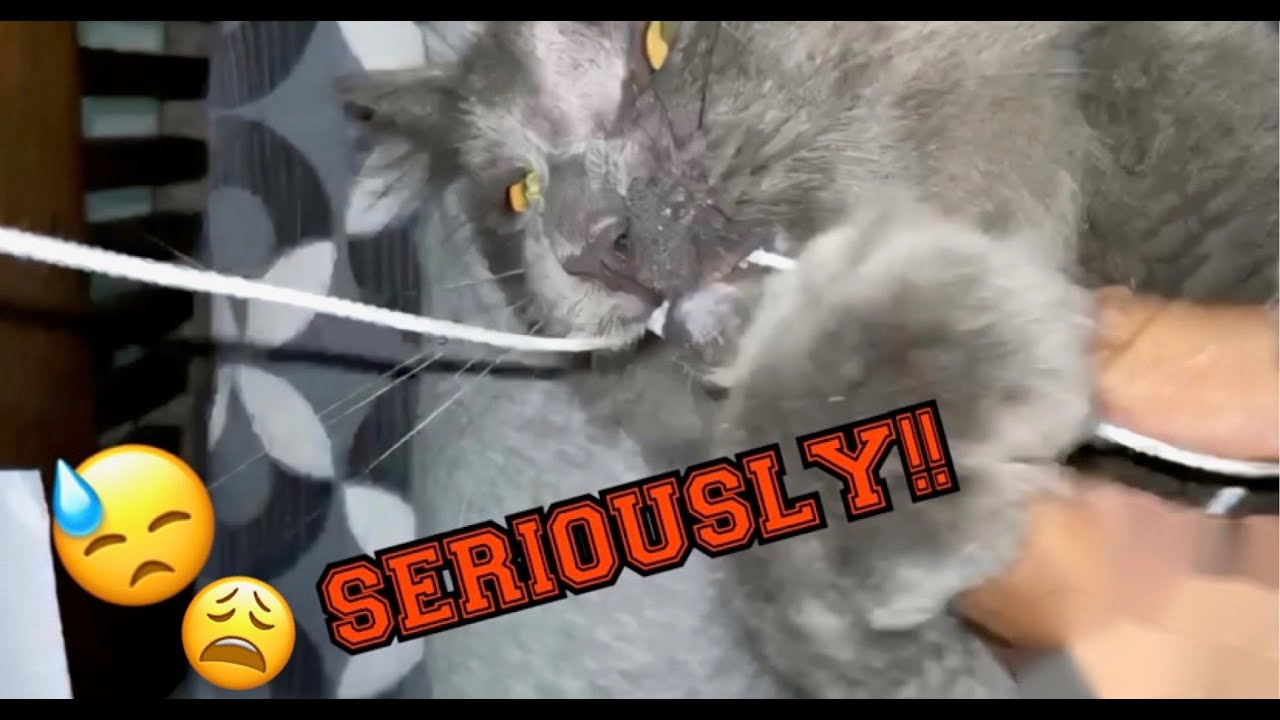 Cat Chewing On My Earpiece!! YouTube