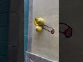 Dos melones y un rabo. es – arte urbano, Francisco de Pájaro, graffiti video