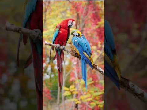 طائر الببغاء القرمزي ذو المظهر الجذاب بألوان زاهية كويست عربية  