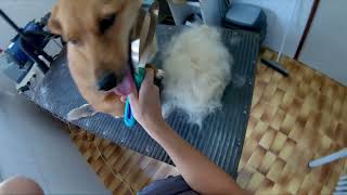 FIRST GROOMING EXPERIENCE I Grooming Adopted dog by Dlakca pet grooming 2,290 views 1 year ago 3 minutes, 4 seconds
