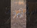 🐅 Two Tigers Bonding in the Wild | Amazing Tiger Moments#Tiger #Wildlife #Nature #BigCats #Jungle