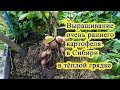 Выращивание очень раннего картофеля в Сибири