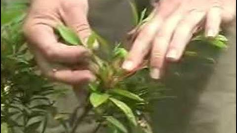 Pruning Encore Azaleas