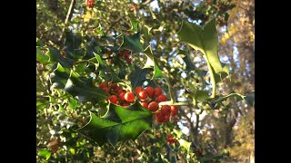 Ilex - Stechpalme im Kbel zu vermieten
