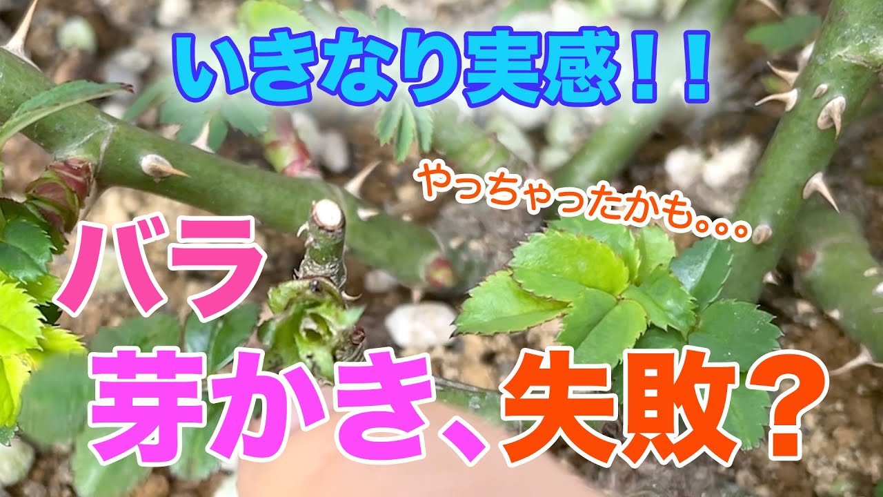 芽かき 失敗 バラの芽かきをする前に 無農薬なのに芽かきした結果 芽かきのやり方を考え直しました Youtube