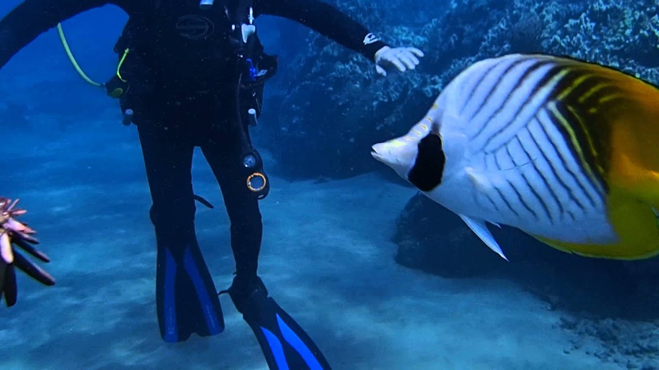 Feeding an Auriga Butterflyfish