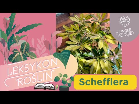 Wideo: Kwitnące rośliny Schefflera: jak wyglądają kwiaty Schefflera