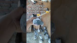 Aaj mene apne jod bale kabutaro ke par kaat deye 😔#shortfeed #shortvideo #minivlog