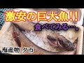 【北海道】白老『海産物夕市』見向きもされない巨大魚!!そのお味は!?