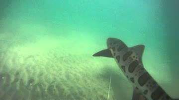 Close encounter with leopard sharks!