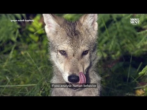 იასონ ბადრიძე / Iason Badridze