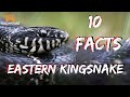 Ten Facts About the KING of the Snakes, The Eastern Kingsnake:  Fascinature's Field Guide Series