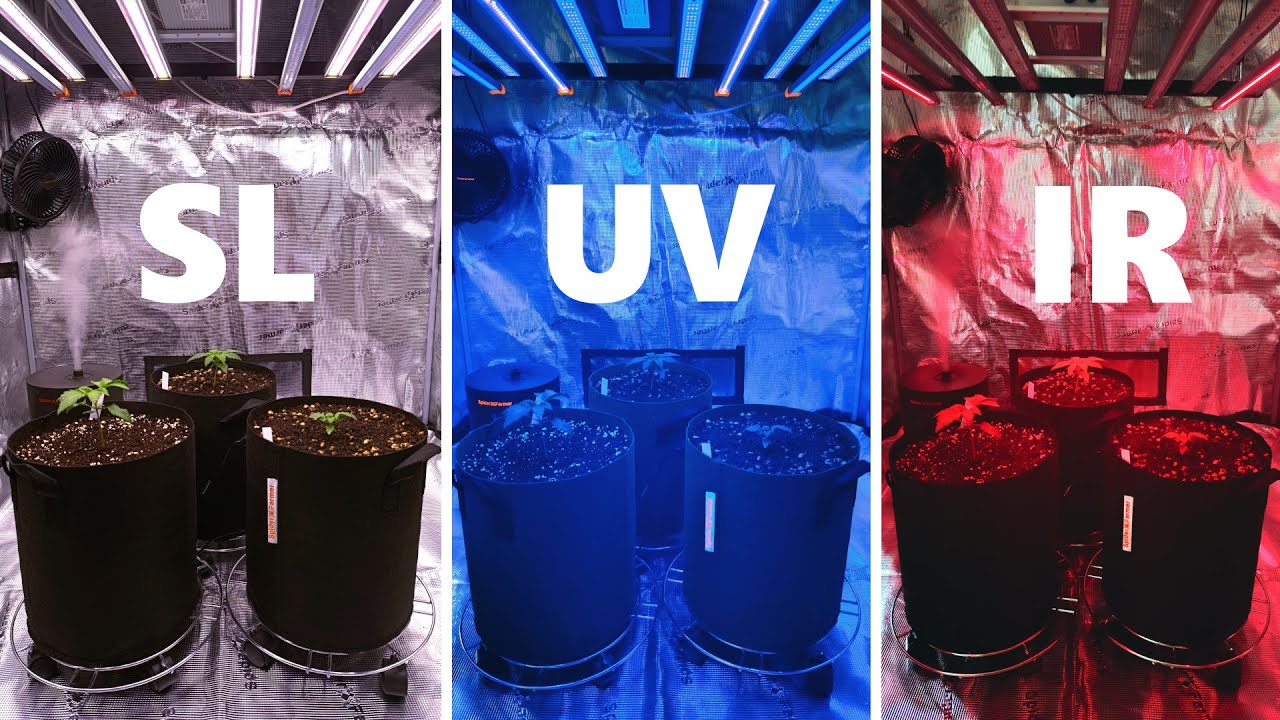 Vorteile von UV-Licht und Infrarotlicht im Indoorbereich