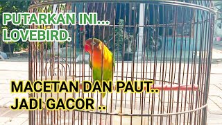 Suara Burung Lovebird Gacor Ngekek Panjangcocok Untuk Burung Macetan Burung Paud Biar Cepat Bunyi